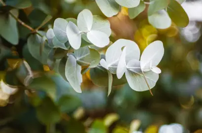 9 Loại Cây Đuổi Muỗi Tự Nhiên Giúp Nâng Tầm Không Gian Sống Mùa Hè