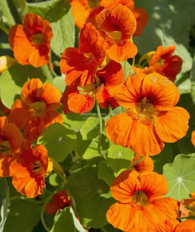 9 Loại Cây Đuổi Muỗi Tự Nhiên Giúp Nâng Tầm Không Gian Sống Mùa Hè