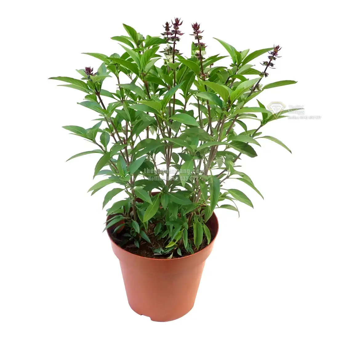 9 Loại Cây Đuổi Muỗi Tự Nhiên Giúp Nâng Tầm Không Gian Sống Mùa Hè