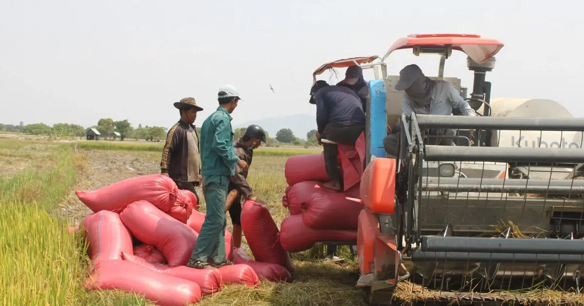 Gia Lai: Nông dân lo lắng vì giá lúa giảm sâu - Vietnam.vn