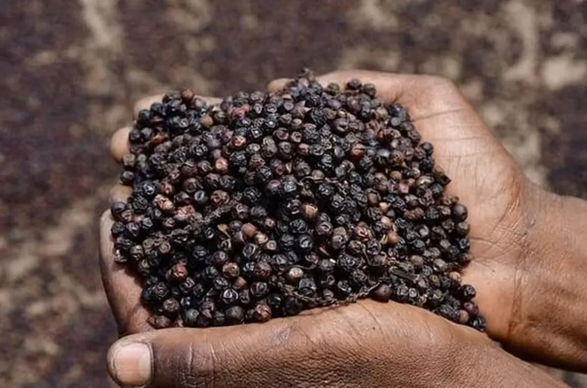 Giá tiêu hôm nay 27/9: Neo cao 149.000 đồng/kg, ít biến động