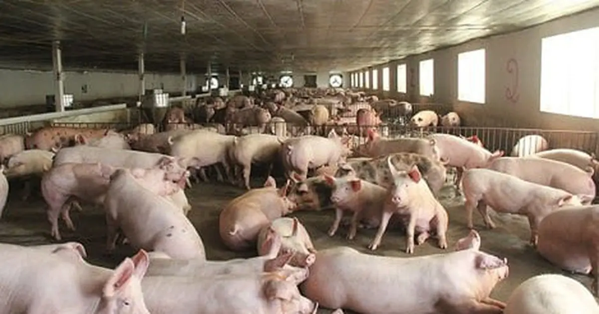 Giá heo hơi hôm nay 18.8.2025: Rớt dưới mốc 60.000 đồng/kg - Báo Thanh Niên