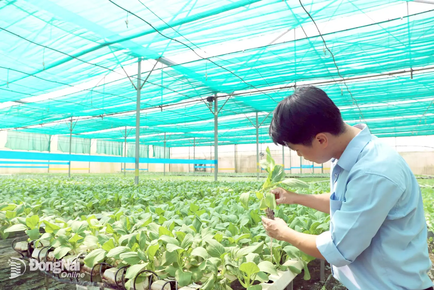 Trồng rau xuất khẩu đi thị trường khó tính - Vietnam.vn