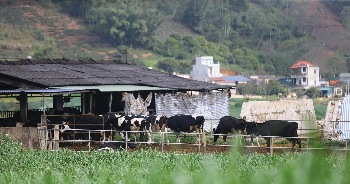 Doanh nghiệp ngành chăn nuôi “tốt lỏi” | Tin nhanh chứng khoán