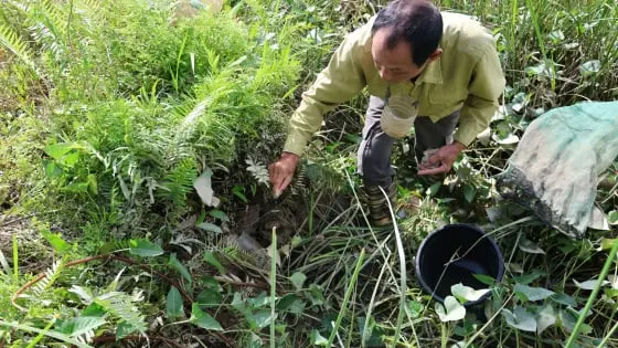 Hai Ông Thông Gia Làm Giàu Nhờ Trồng Cây, Thu Nhập Hàng Trăm Triệu Mỗi Năm