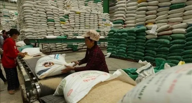 Thị trường nông sản: Giá lúa gạo đồng loạt tăng - Vietnam.vn