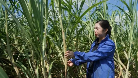 Người phụ nữ vươn lên làm giàu từ đồng đất quê hương - Báo Nông Nghiệp