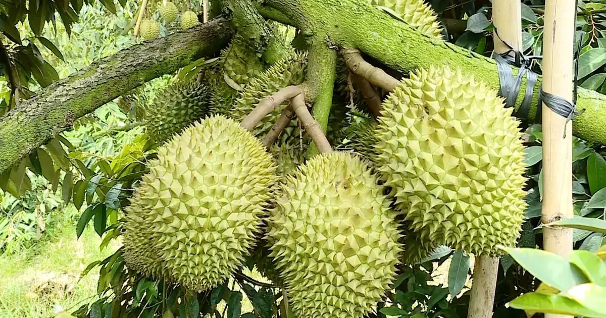 ĐBSCL: Trái cây đồng loạt tăng giá, nông dân phấn khởi | Báo Sài Gòn Đầu Tư Tài Chính