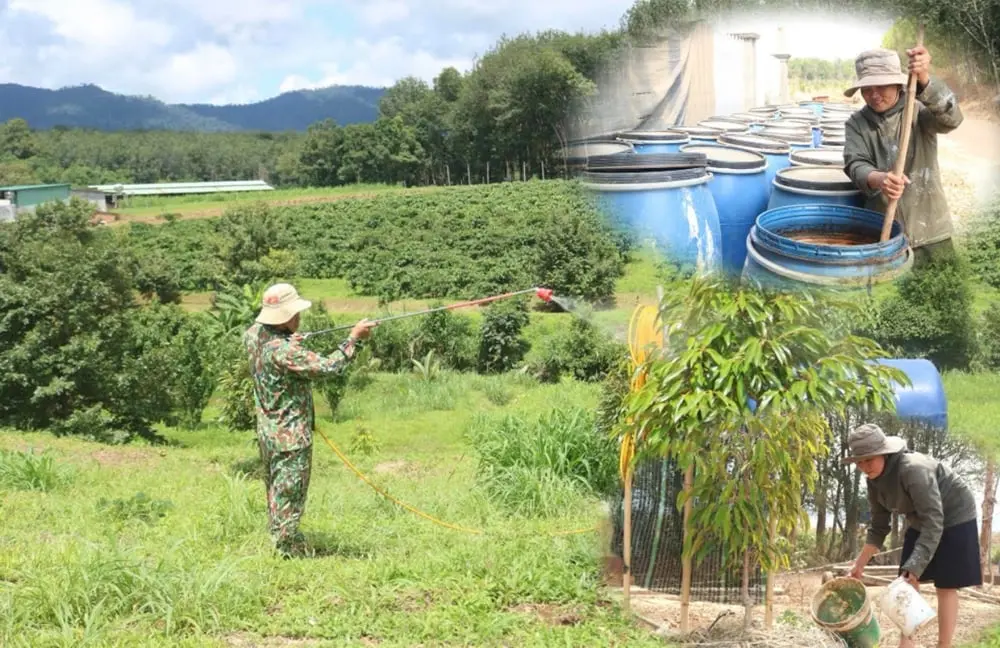 Tự làm phân bón, nông dân Quảng Ngãi giảm 50% chi phí, lợi nhuận gần 300 triệu/năm