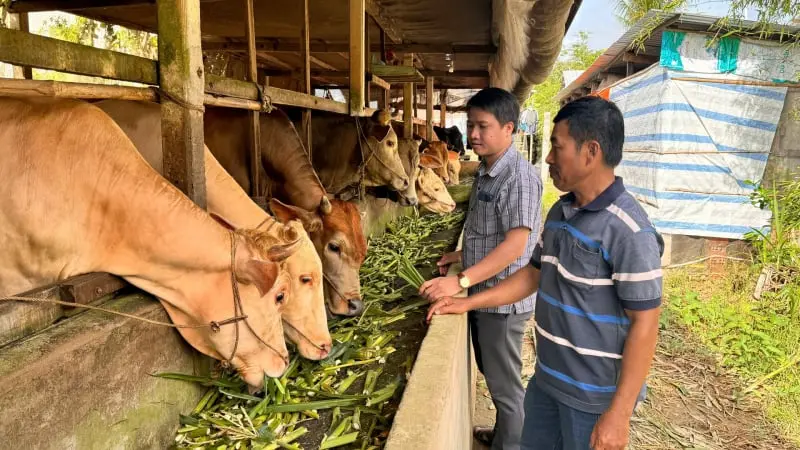 Chàng cử nhân địa lý cầm bằng về quê An Giang nuôi bò toàn con to khỏe, là Chi hội ...