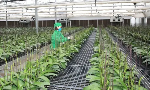 HTX Trăn Trở Khi Chuyển Đổi Sang Mô Hình Nông Trại Thông Minh: Cơ Hội và Thách Thức