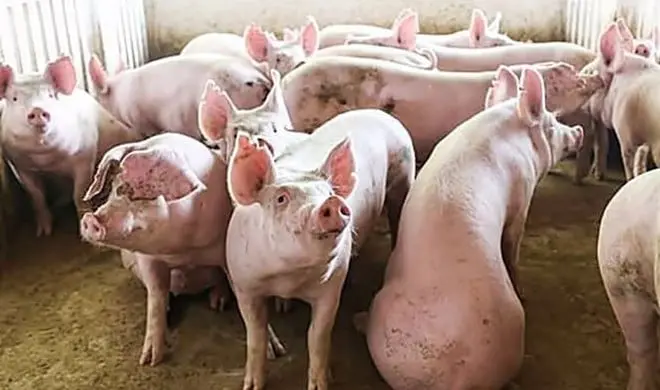 Giá Lợn Hơi Tăng Trở Lại: Nhập Khẩu Thịt Tăng Mạnh - Cơ Hội và Thách Thức