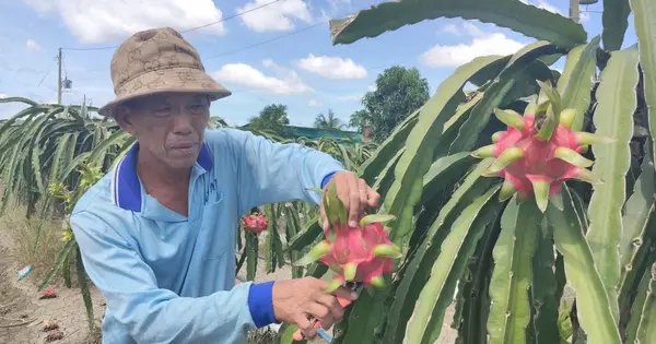 Giá nông thủy sản miền Tây: Trái thanh long "bán rẻ như cho" tại vườn - CafeF