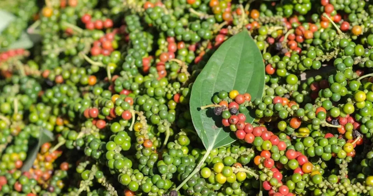Giá tiêu hôm nay 8/9/2025: Chốt tuần bình ổn giá - Vietnam.vn