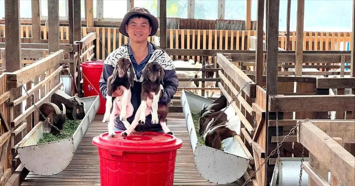 Dược sĩ Độc Đáo: Hành trình Nuôi Dê Tuần Hoàn Ở Bảo Lộc