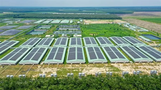 BAF Lao Đao Vì Giá Heo Giảm và Chi Phí Mở Rộng: Phân Tích Chi Tiết