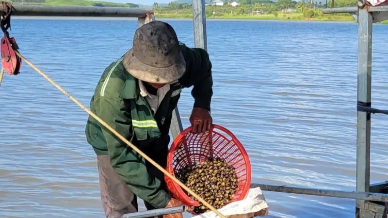 Gia Lai: Dân "Mò" Bắt Đặc Sản Hồ Nước Lớn, Kéo Lên Bờ Bán Hết Veo