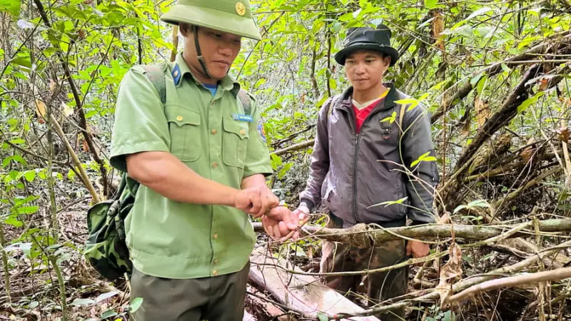 La liệt bẫy kẹp, thòng lọng để bắt động vật hoang dã ở rừng này ở Gia Lai (sau sáp nhập Bình Định)