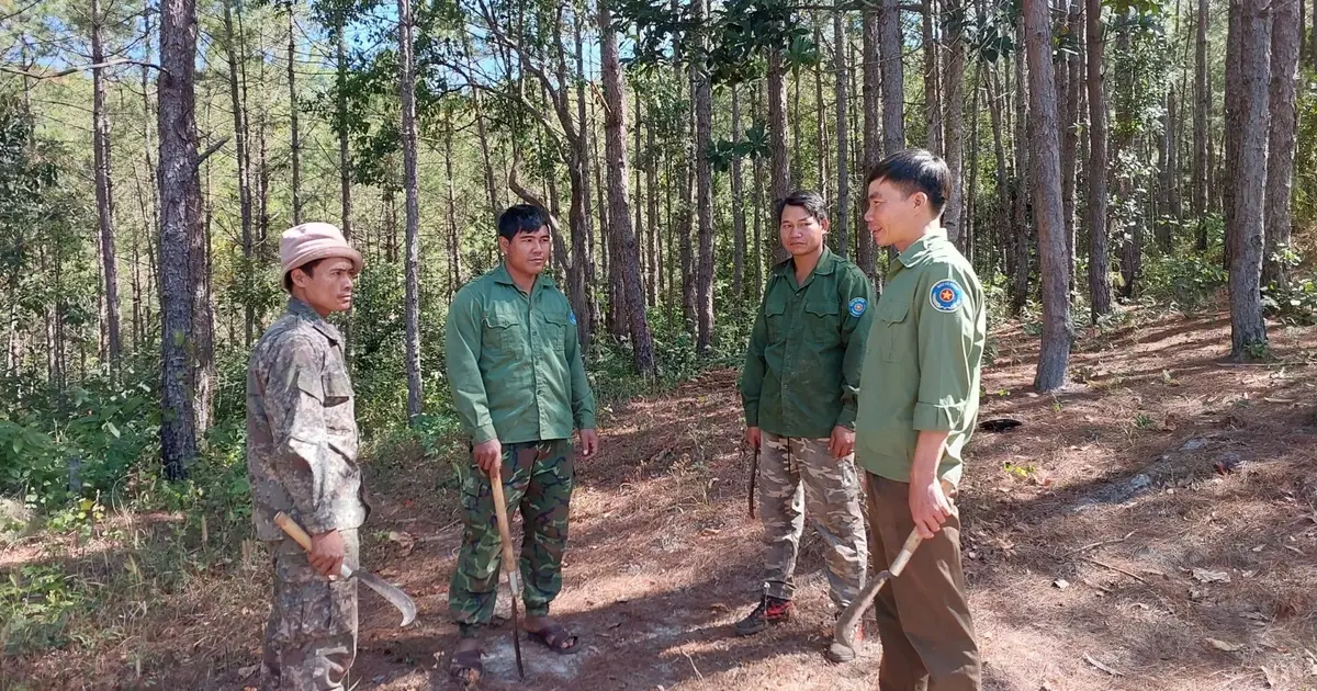 Gia Lai kéo giảm số vụ vi phạm Luật Lâm nghiệp - Vietnam.vn