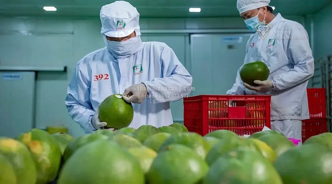 Bứt Phá Kim Ngạch Xuất Khẩu Nông Lâm Thủy Sản Đến 100 Tỷ USD: Tác Động Và Cơ Hội Cho Thị Trường Bất Động Sản Việt Nam