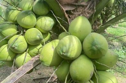 Bứt Phá Ngành Trồng Trọt Việt Nam Qua Câu Chuyện Ngành Dừa: Cơ Hội Và Thách Thức Cho Thị Trường Bất Động Sản Nông Nghiệp