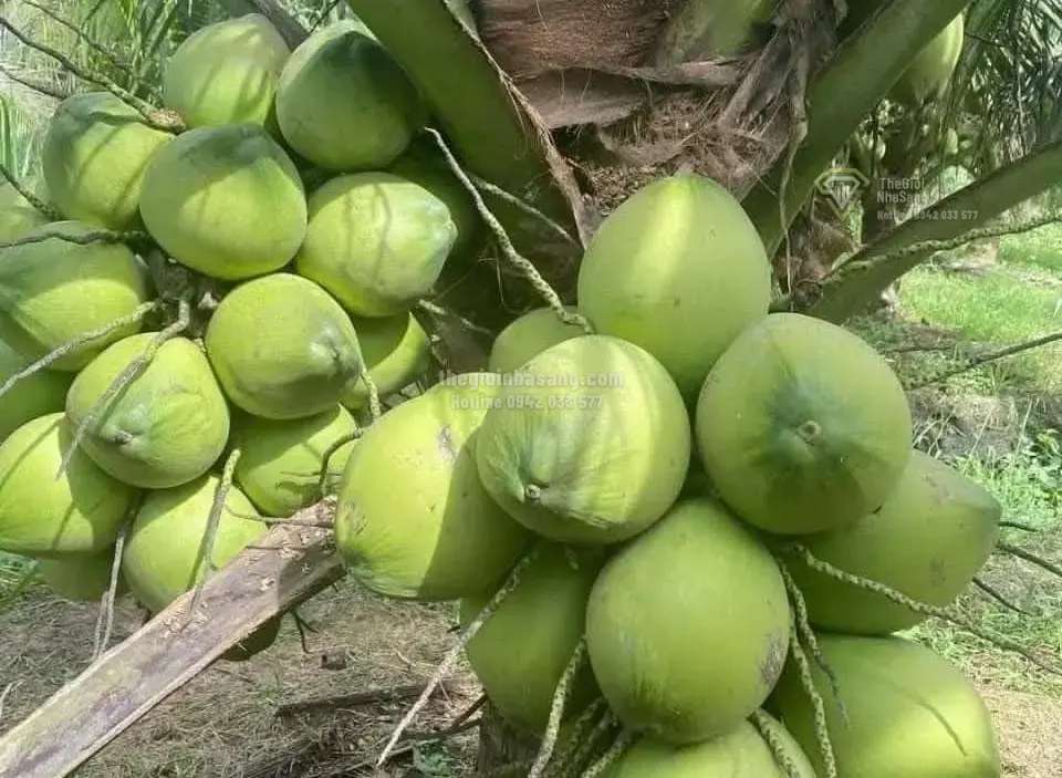 Bứt Phá Ngành Trồng Trọt Việt Nam Qua Câu Chuyện Ngành Dừa: Cơ Hội Và Thách Thức Cho Thị Trường Bất Động Sản Nông Nghiệp