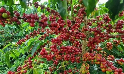 Thị trường ổn định, giá cà phê giữ mức 117.000 đồng/kg - Vnbusiness