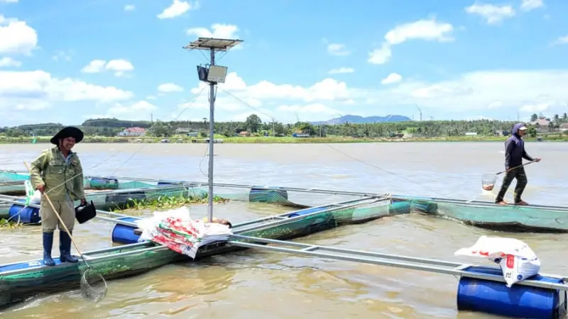 Cá đặc sản nuôi sông, nuôi hồ ở Gia Lai, hễ xúc lên cả tấn, người ta cũng cân hết - Dân Việt