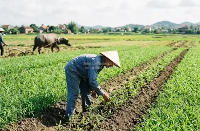 Cán Bộ Hưu Trí Có Được Cấp Giấy Chứng Nhận Quyền Sử Dụng Đất Nông Nghiệp Theo Luật Đất Đai 2024?