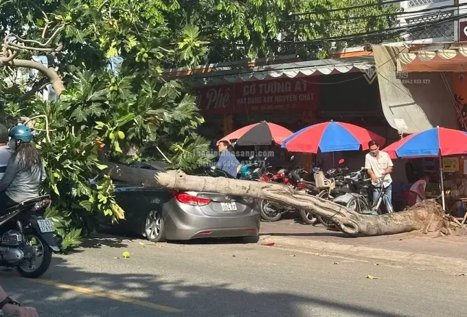 Cảnh Báo An Toàn Cây Xanh Đô Thị: Tác Động Đến Bất Động Sản và Hạ Tầng TP HCM