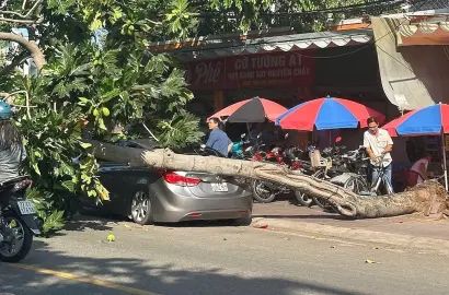 Cảnh Báo An Toàn Cây Xanh và Tác Động Đến Bất Động Sản Đô Thị TP HCM