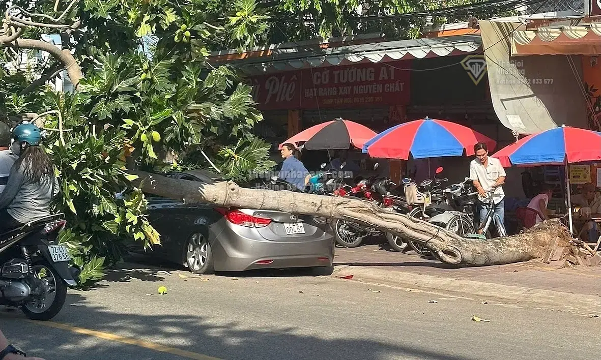 Cảnh Báo An Toàn Cây Xanh và Tác Động Đến Bất Động Sản Đô Thị TP HCM