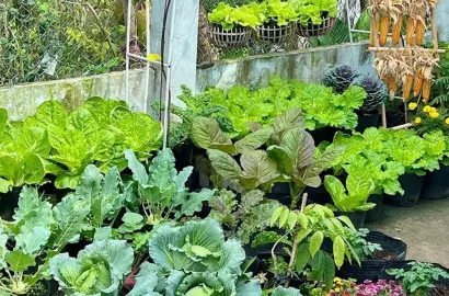 Câu Chuyện Vườn Rau Sạch 3m2: Khi Không Gian Trọ Nhỏ Mang Lại Giá Trị Sống Lành Mạnh