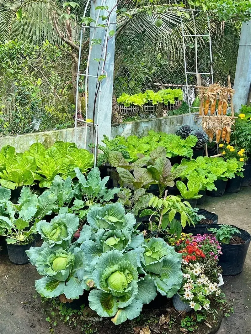 Câu Chuyện Vườn Rau Sạch 3m2: Khi Không Gian Trọ Nhỏ Mang Lại Giá Trị Sống Lành Mạnh