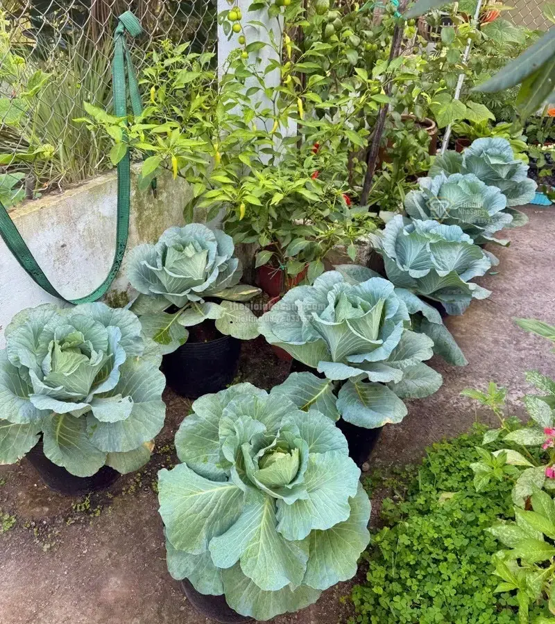 Câu Chuyện Vườn Rau Sạch 3m2: Khi Không Gian Trọ Nhỏ Mang Lại Giá Trị Sống Lành Mạnh