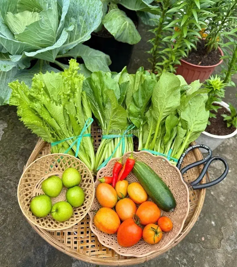 Câu Chuyện Vườn Rau Sạch 3m2: Khi Không Gian Trọ Nhỏ Mang Lại Giá Trị Sống Lành Mạnh