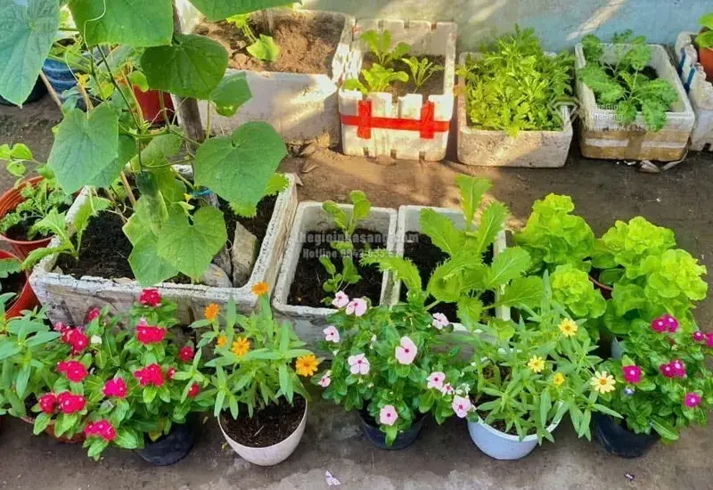 Câu Chuyện Vườn Rau Sạch 3m2: Khi Không Gian Trọ Nhỏ Mang Lại Giá Trị Sống Lành Mạnh