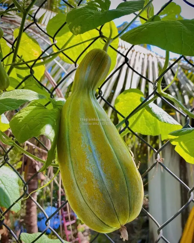 Câu Chuyện Vườn Rau Sạch 3m2: Khi Không Gian Trọ Nhỏ Mang Lại Giá Trị Sống Lành Mạnh