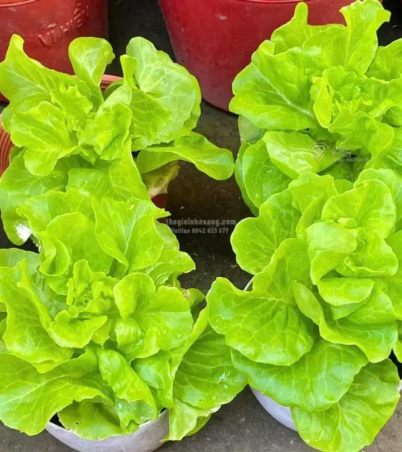 Câu Chuyện Vườn Rau Sạch 3m2: Khi Không Gian Trọ Nhỏ Mang Lại Giá Trị Sống Lành Mạnh