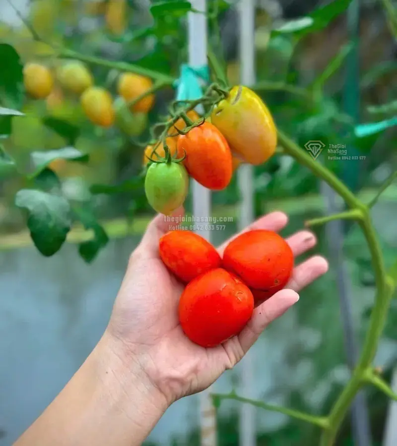 Câu Chuyện Vườn Rau Sạch 3m2: Khi Không Gian Trọ Nhỏ Mang Lại Giá Trị Sống Lành Mạnh