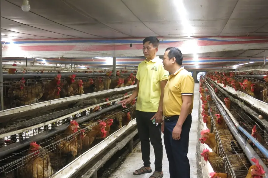 Phòng chống dịch bệnh, bảo vệ gia súc, gia cầm mùa mưa bão