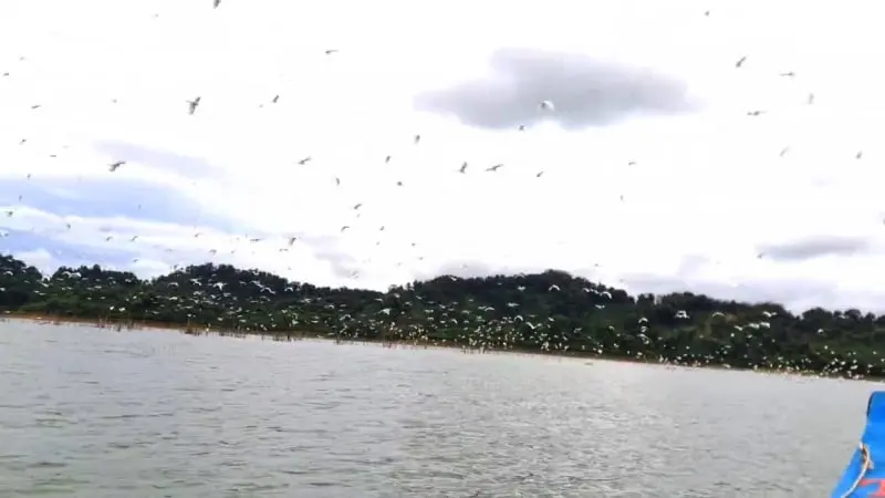 Hà Tĩnh: Chim Hoàng Đa Bay Rợp Trời, Tạo Nên Bức Tranh Thiên Nhiên Tuyệt Đẹp