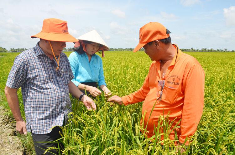 Chinh Phục Vùng Đất Trũng Phèn: Hóa Điền Vàng An Giang