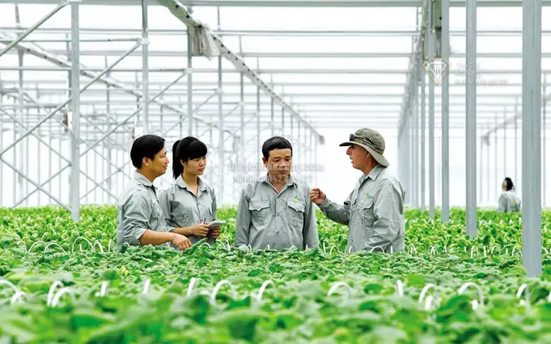 Chính sách mới về tổ hợp tác, hợp tác xã và tác động đến thị trường bất động sản Việt Nam 2026
