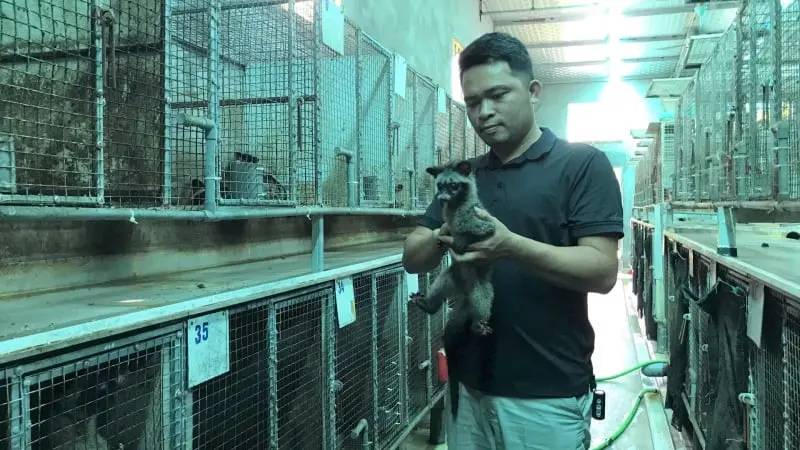 Nuôi chồn hương là động vật hoang dã ở Nghệ An, bán 12 triệu/cặp, cứ có là hết veo
