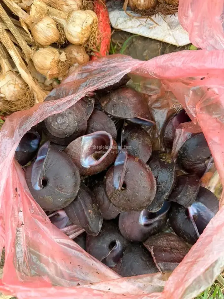 Chuyển đổi số vùng cao: Bí thư xã Vân Sơn và hành trình quảng bá du lịch bền vững qua nền tảng số