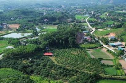 Chuyển Mục Đích Đất Rừng Sản Xuất Sang Đất Sản Xuất Phi Nông Nghiệp: Cập Nhật Thủ Tục và Chính Sách Mới 2026