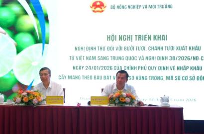 Cơ Hội Mới Cho Bưởi, Chanh Việt Nam Mở Rộng Thị Trường Trung Quốc và Tác Động Đến Bất Động Sản Nông Nghiệp