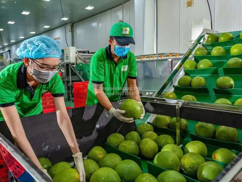 Cơ Hội Mới Cho Bưởi, Chanh Việt Nam Mở Rộng Thị Trường Trung Quốc và Tác Động Đến Bất Động Sản Nông Nghiệp