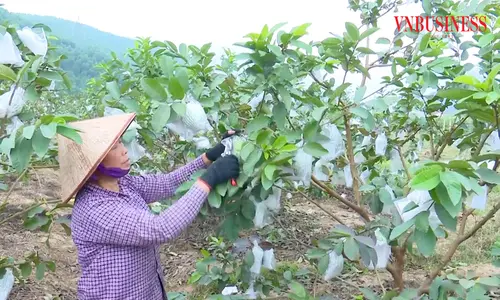 Đòn bẩy cho sản phẩm OCOP tiền tỷ và bức tranh nông thôn mới ngày càng hiện đại ở Quảng Ninh